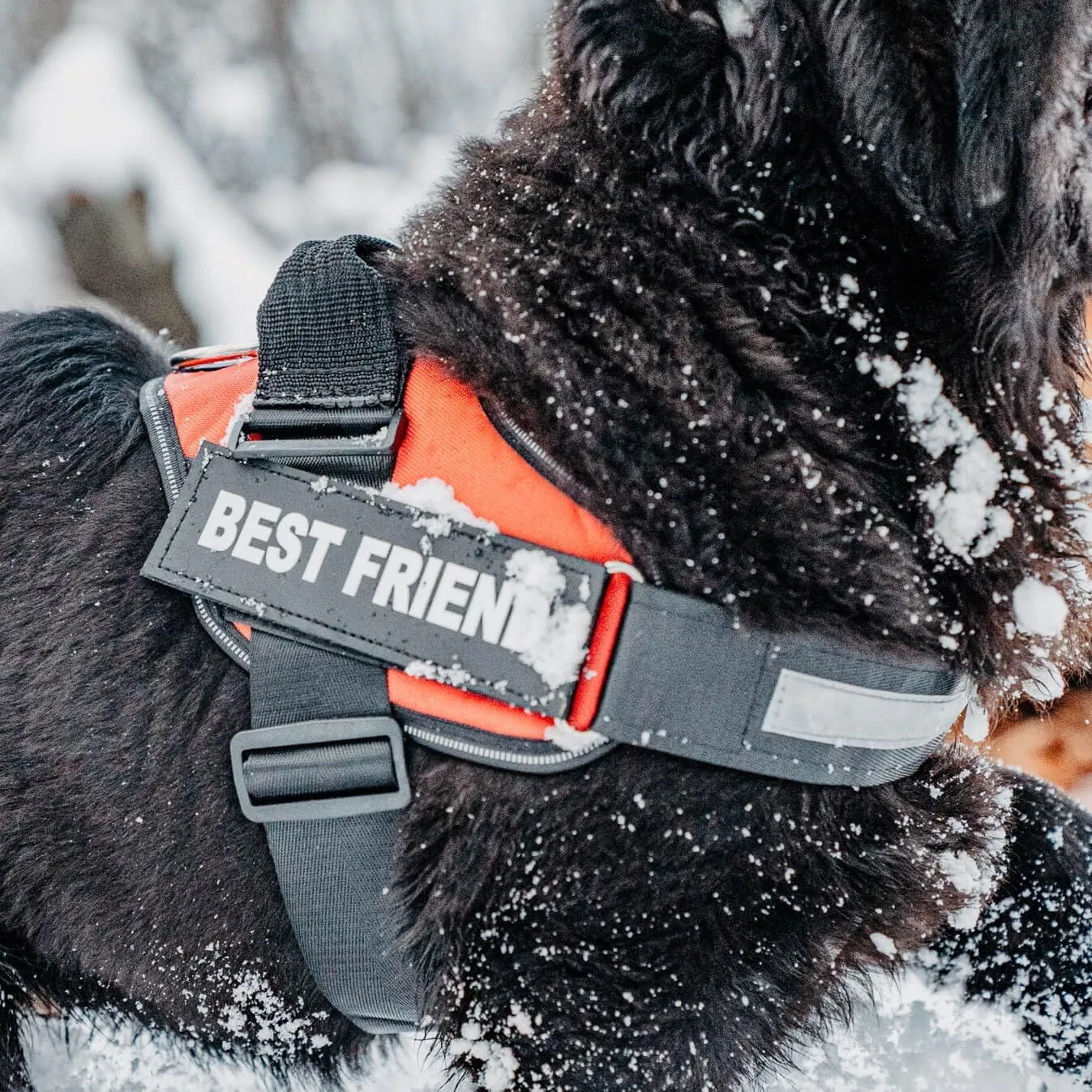 Personalized No-Pull Dog Harness with Name Patch, Adjustable, Reflective, Padded, Heavy Duty Pet Vest to Prevent Tugging, Pulling, or Choking, Training and Walking, Blue, XS