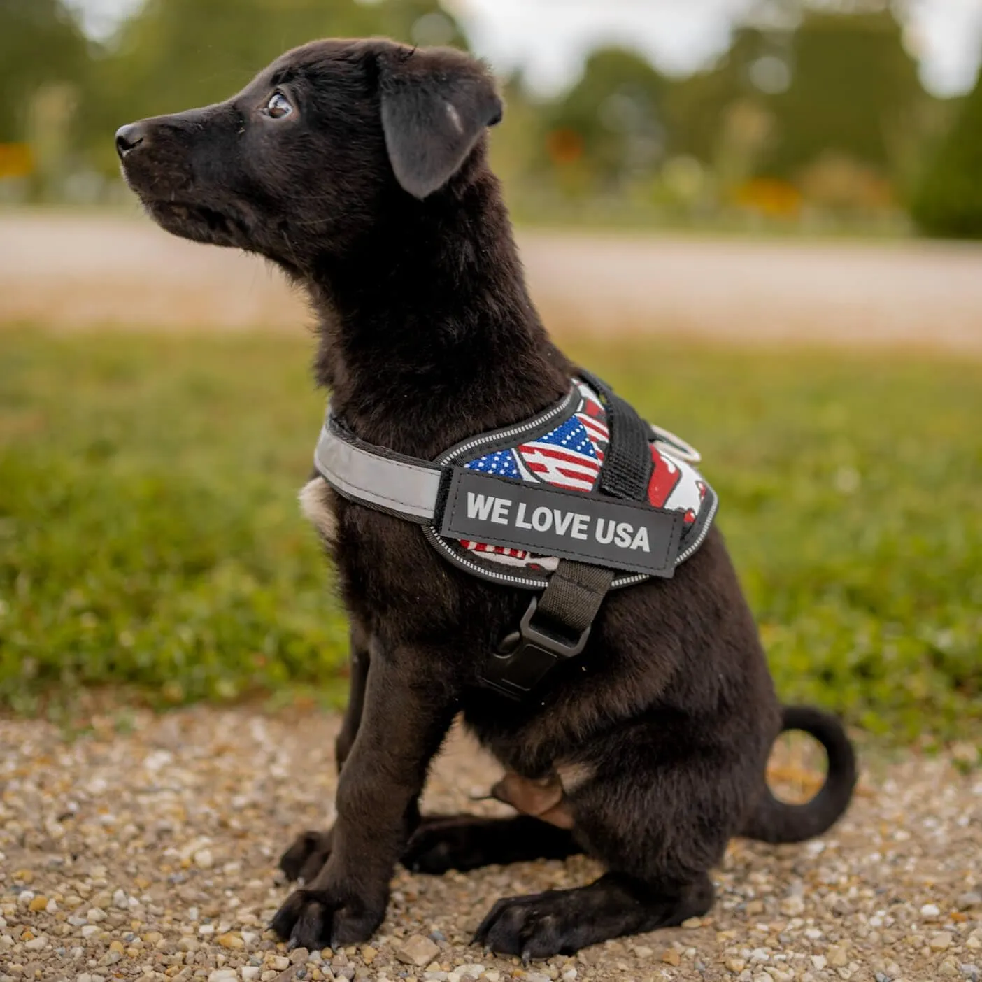Personalized No-Pull Dog Harness with Name Patch, Adjustable, Reflective, Padded, Heavy Duty Pet Vest to Prevent Tugging, Pulling, or Choking, Training and Walking, Blue, XS